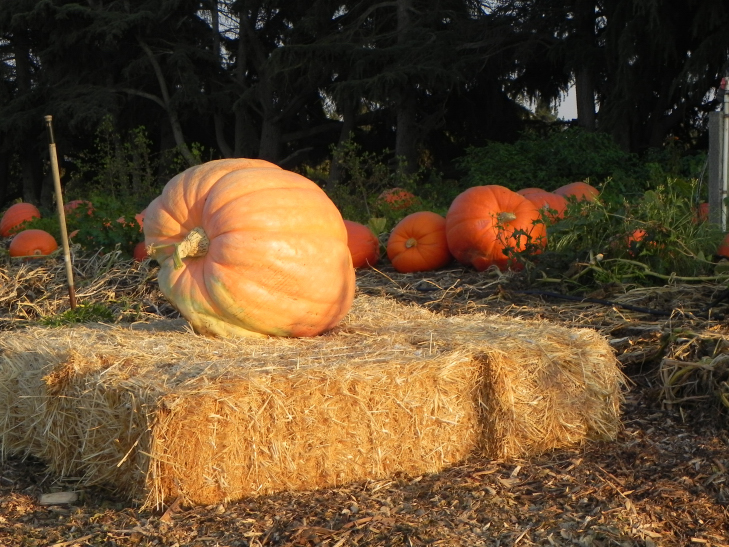 Nipomo Pumpkin Patch Biggest Picture Pumpkin 20 0930
